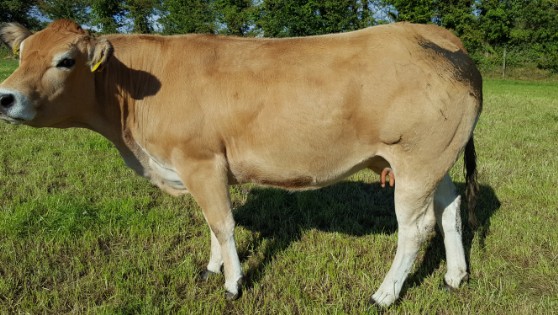 2 Year Old PT Heifer sired by Fausset